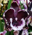 Орхидея Phalaenopsis Black, Big Lip
