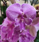 Орхидея Phalaenopsis Manta Romblon, Big Lip (отцвел)