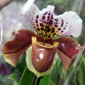 Орхидея Paphiopedilum hybrid 