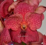 Орхидея Vanda Sumon Spot x Vanda Srakaew (отцвела)