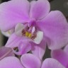Орхидея Phalaenopsis schilleriana TKB (еще не цвёл) 