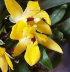 Орхидея Promenaea hybrid (отцвела)