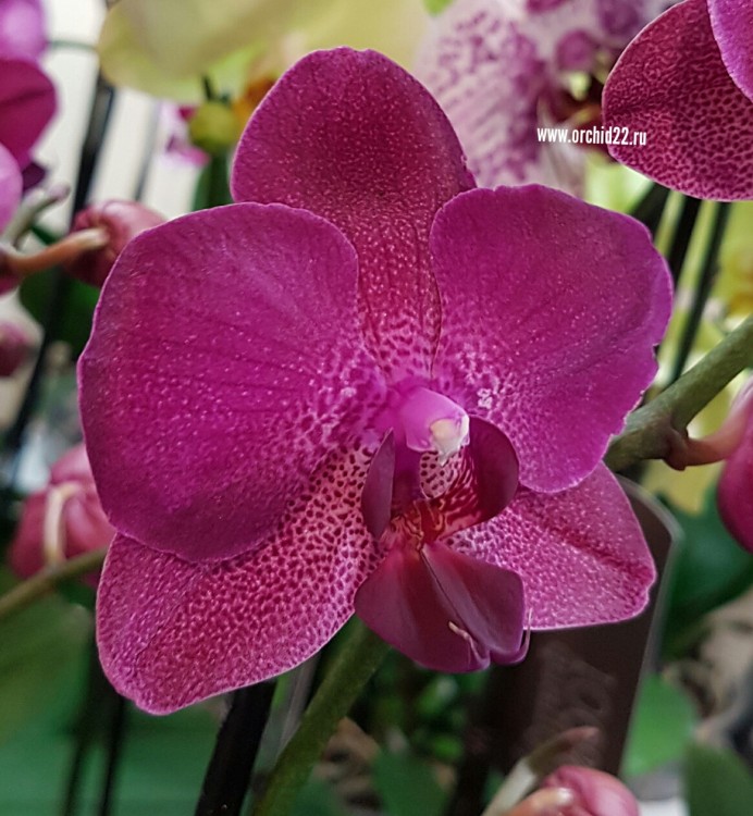 Орхидея Phalaenopsis (отцвел)       