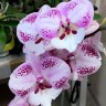 Орхидея Phalaenopsis Charming Angelina, Big Lip  