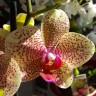 Орхидея Phalaenopsis  Mirraclion  