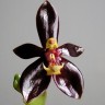 Орхидея Phal. cornu-cervi forma chattaladae (еще не цвел)