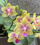 Орхидея Phalaenopsis Biondoro, multiflora (отцвела, РЕАНИМАШКА)