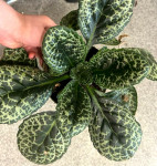 Стрептокарпус "Красивая черепаха" (Streptocarpus Pretty Turtle), отцвел