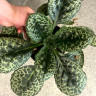 Стрептокарпус "Красивая черепаха" (Streptocarpus Pretty Turtle), отцвел
