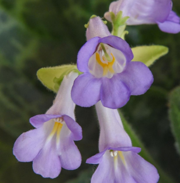 Стрептокарпус  Pretty Turtle (отцвел)