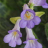 Стрептокарпус "Красивая черепаха" (Streptocarpus Pretty Turtle), отцвел