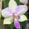 Орхидея Phal. Dazzling Blossum Bliss, multiflora (отцвёл)