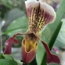Орхидея Paphiopedilum hybrid (отцвёл)