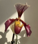 Орхидея Paphiopedilum hybrid