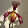 Орхидея Paphiopedilum hybrid (отцвёл)