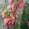 Орхидея Phalaenopsis Surf Song 