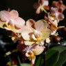 Орхидея Phalaenopsis Perfumе Valkion, multiflora 