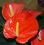 Anthurium Matiz (деленка без цветов)