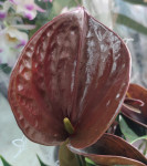 Anthurium Chelsey Chocolate
