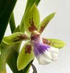 Орхидея Zygopetalum hybrid 