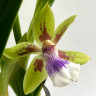 Орхидея Zygopetalum hybrid 