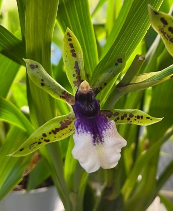 Орхидея Zygopetalum hybrid 