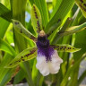 Орхидея Zygopetalum hybrid 