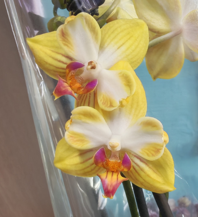 Орхидея Phalaenopsis Sweet Girl, peloric, midi        