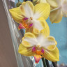 Орхидея Phalaenopsis Sweet Girl, peloric, midi        