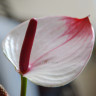 Anthurium Princess Amalia Elegance (отцвёл)