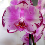 Орхидея Phalaenopsis Brother You (отцвел)