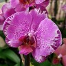 Орхидея Phalaenopsis Potter (отцвел, РЕАНИМАШКА)