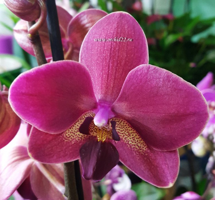 Орхидея Phalaenopsis Diamond King (отцвёл)