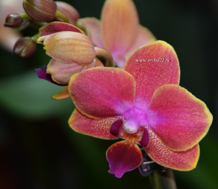 Орхидея Phalaenopsis mini (отцвел)    