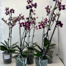 Орхидея Phalaenopsis Kaoda Twinkle 