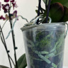 Орхидея Phalaenopsis Kaoda Twinkle 