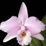 Орхидея Cattleya Memoria Albert Wenzel (отцвела)   