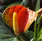 Anthurium Baby Orange