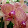 Орхидея Phalaenopsis Anke (отцвел)            