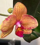 Орхидея Phalaenopsis Anke           