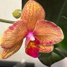 Орхидея Phalaenopsis Anke           