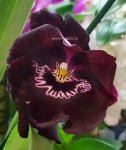 Орхидея Miltonia (отцвела)