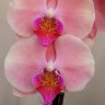 Орхидея Phalaenopsis (отцвел)            