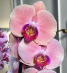 Орхидея Phalaenopsis (отцвел)            