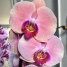 Орхидея Phalaenopsis (отцвел)            
