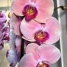 Орхидея Phalaenopsis (отцвел)            