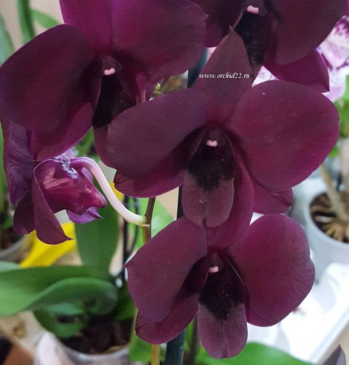 Орхидея Dendrobium Thailand Black (деленка, еще не цвёл) 