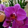Орхидея Phalaenopsis         