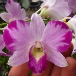 Орхидея Dendrobium Ekapol (отцвел)