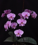 Орхидея Phalaenopsis schilleriana Pink Butterfly (отцвела)